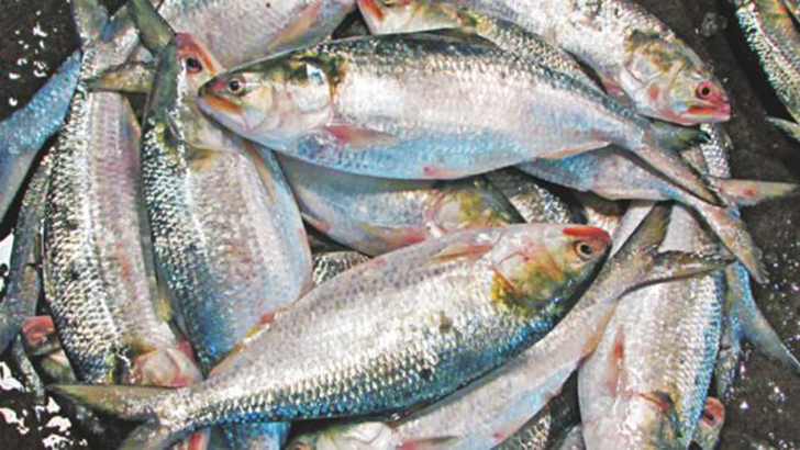 হৃদরোগ